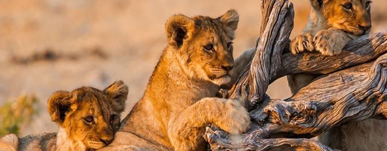 Solo Vacation to Africa