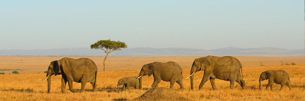 Safari au Kénya en 2024